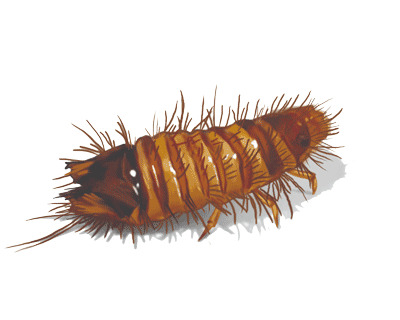 carpet beetles rug